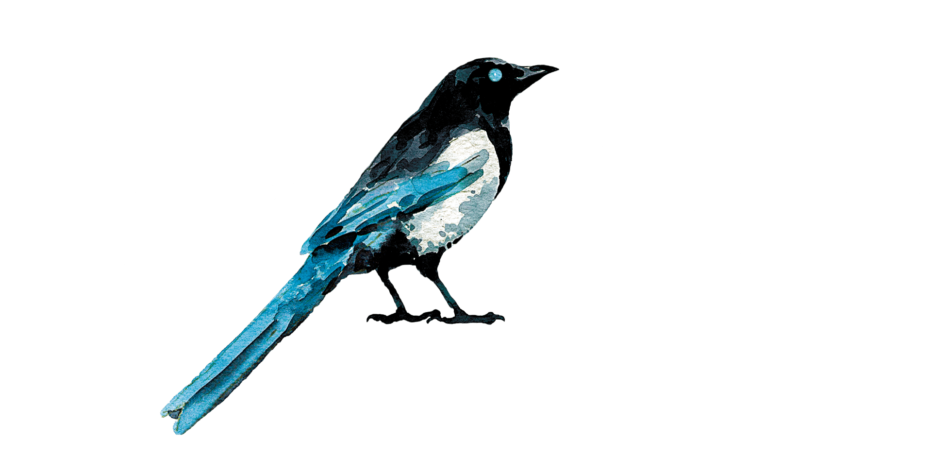 Eye of the Magpie